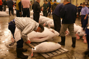 Tsukiji Fish Market